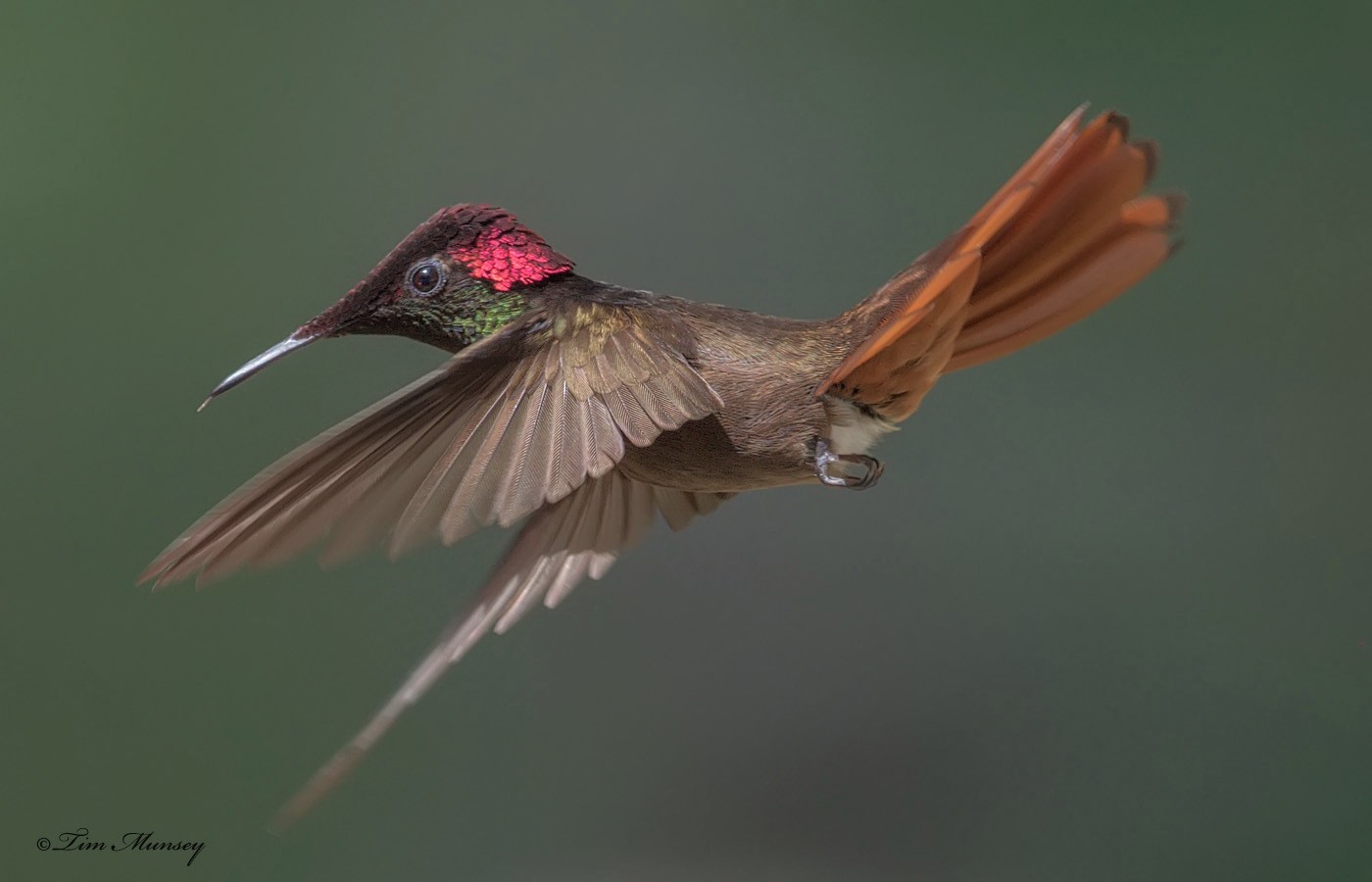 Ruby Topaz Hummingbird Male