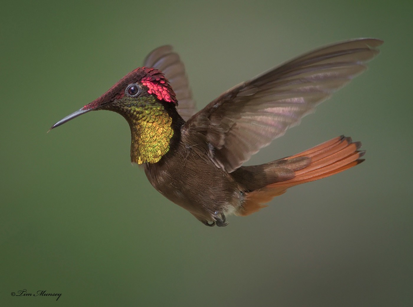 Ruby Topaz Hummingbird Male