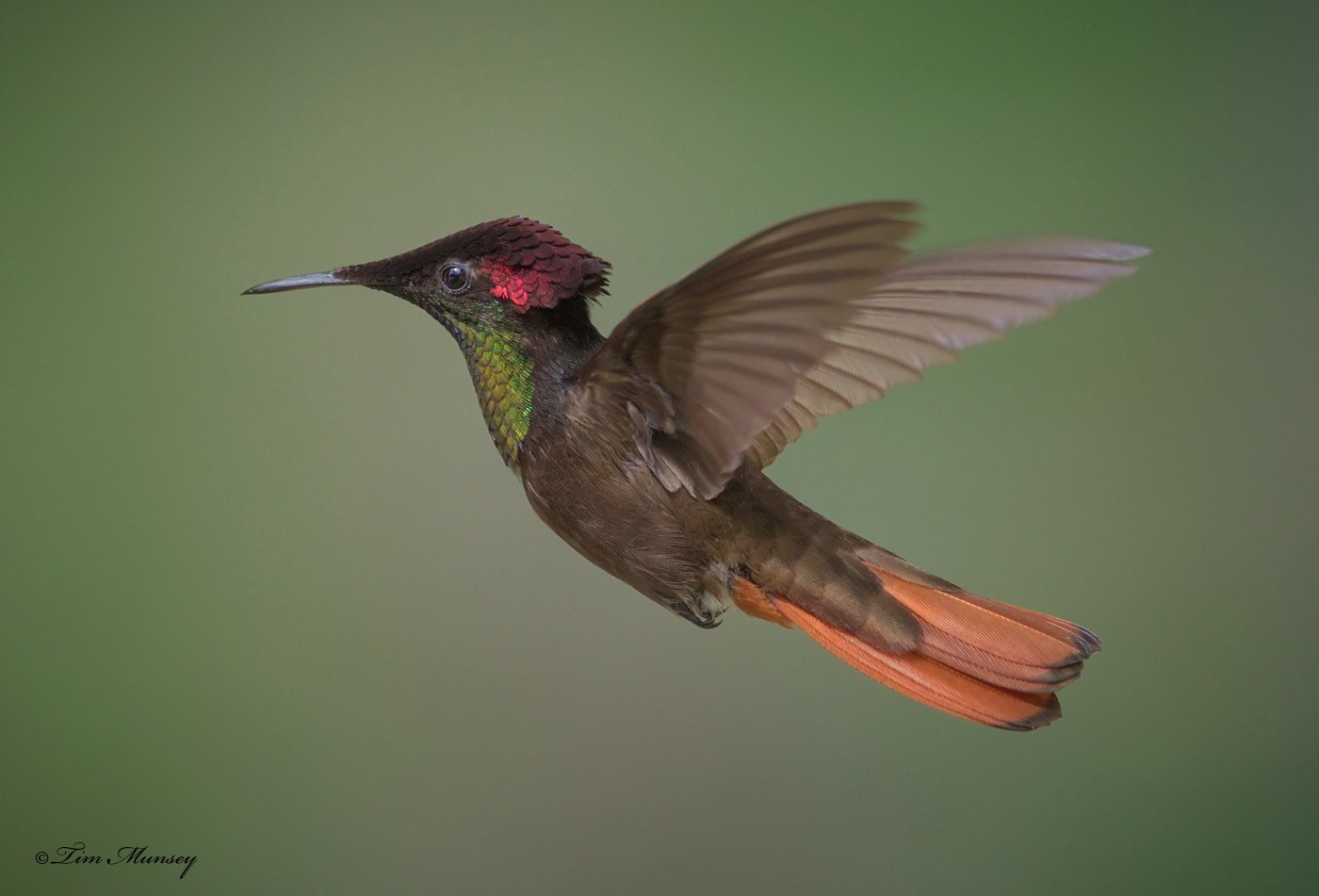 Ruby Topaz Hummingbird Male