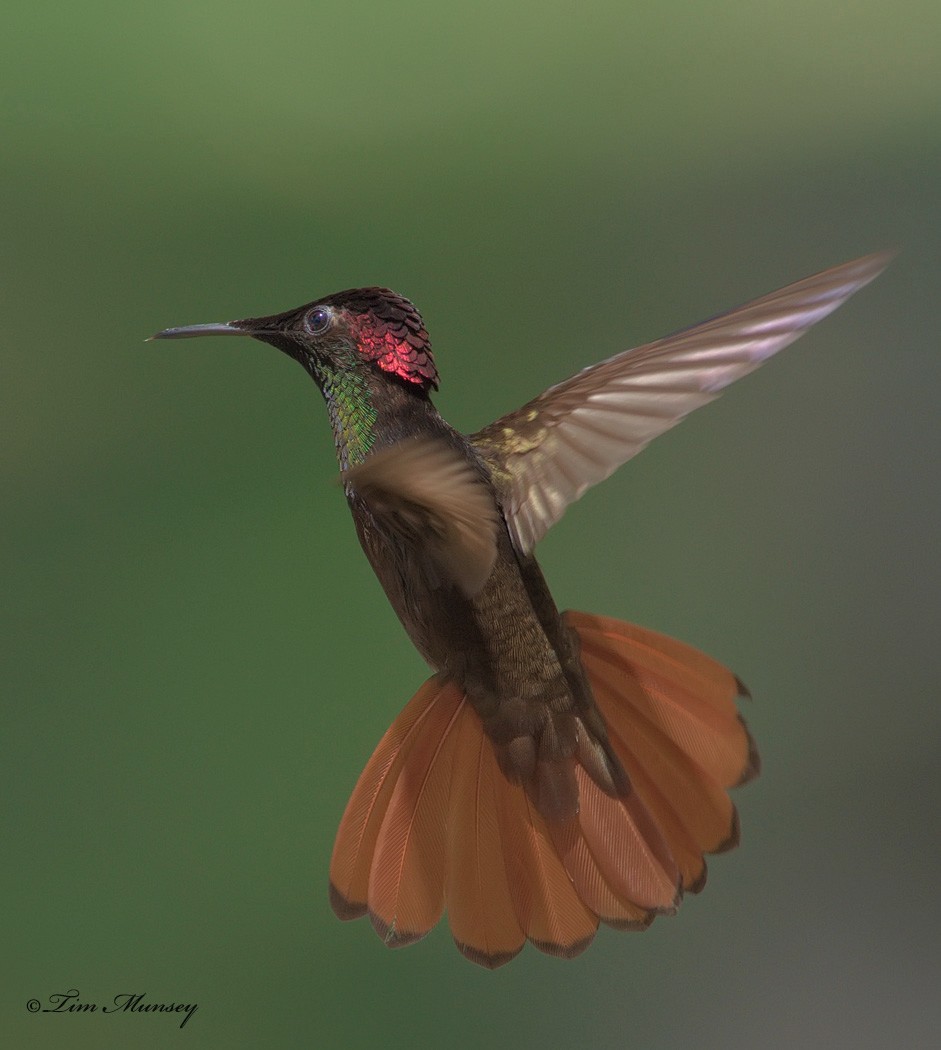 Ruby Topaz Hummingbird Male