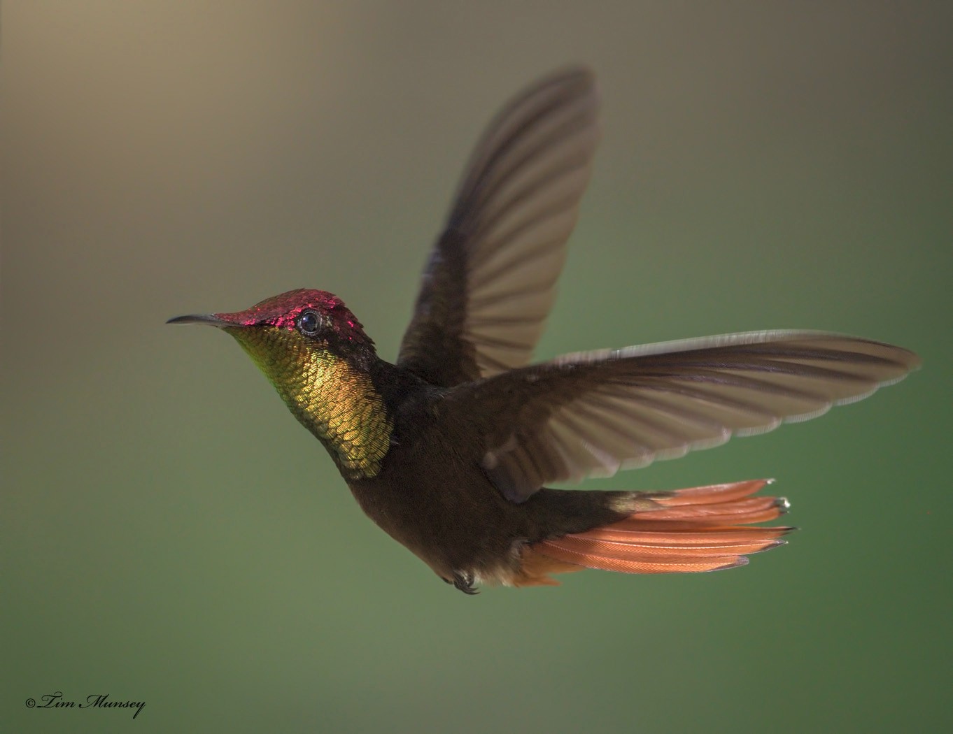 Ruby Topaz Hummingbird Male