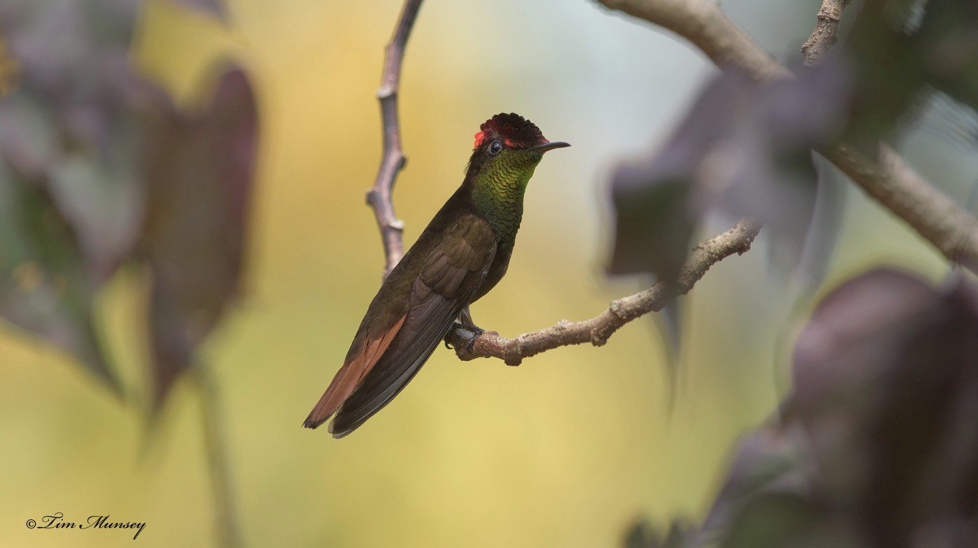 Ruby Topaz Hummingbird Male