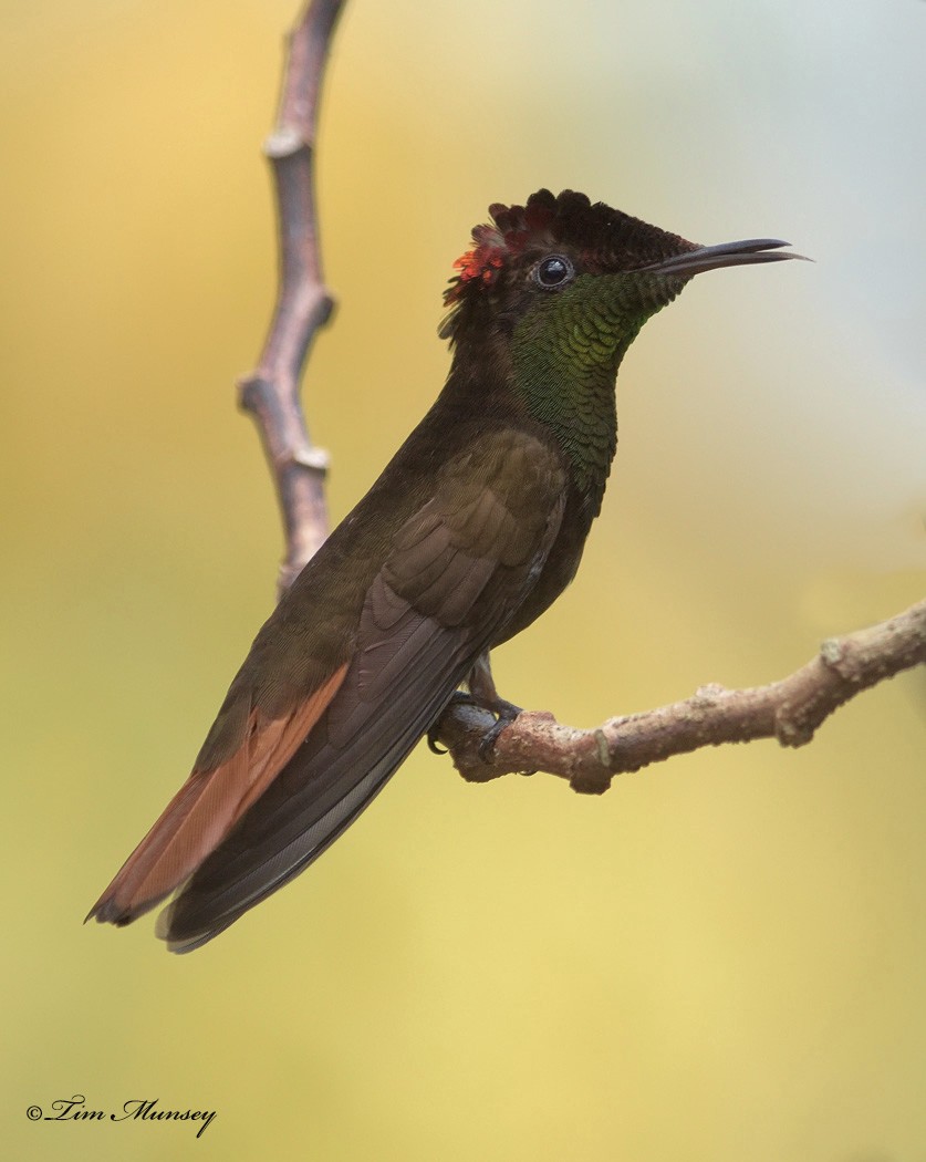 Ruby Topaz Hummingbird Male