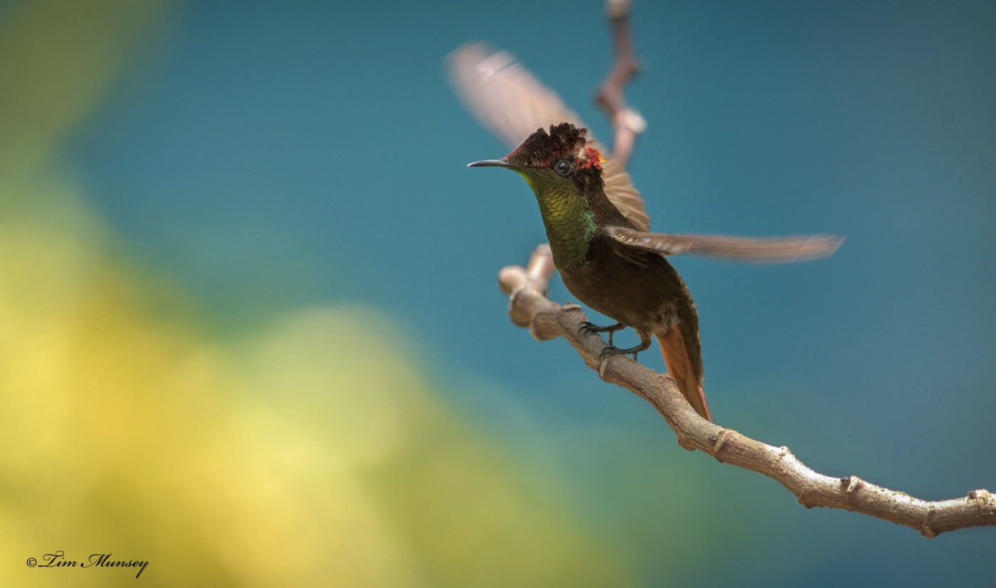 Ruby Topaz Hummingbird Male