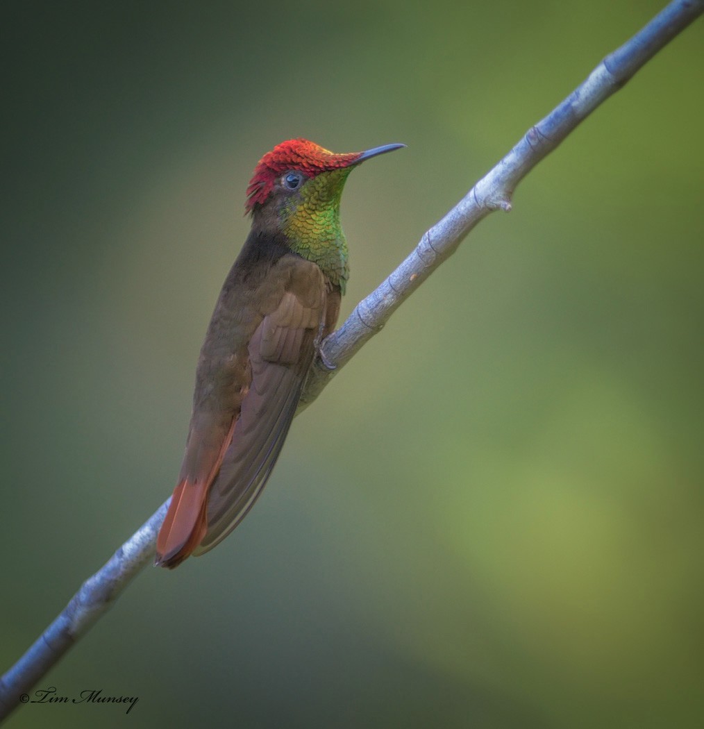 Ruby Topaz Hummingbird Male