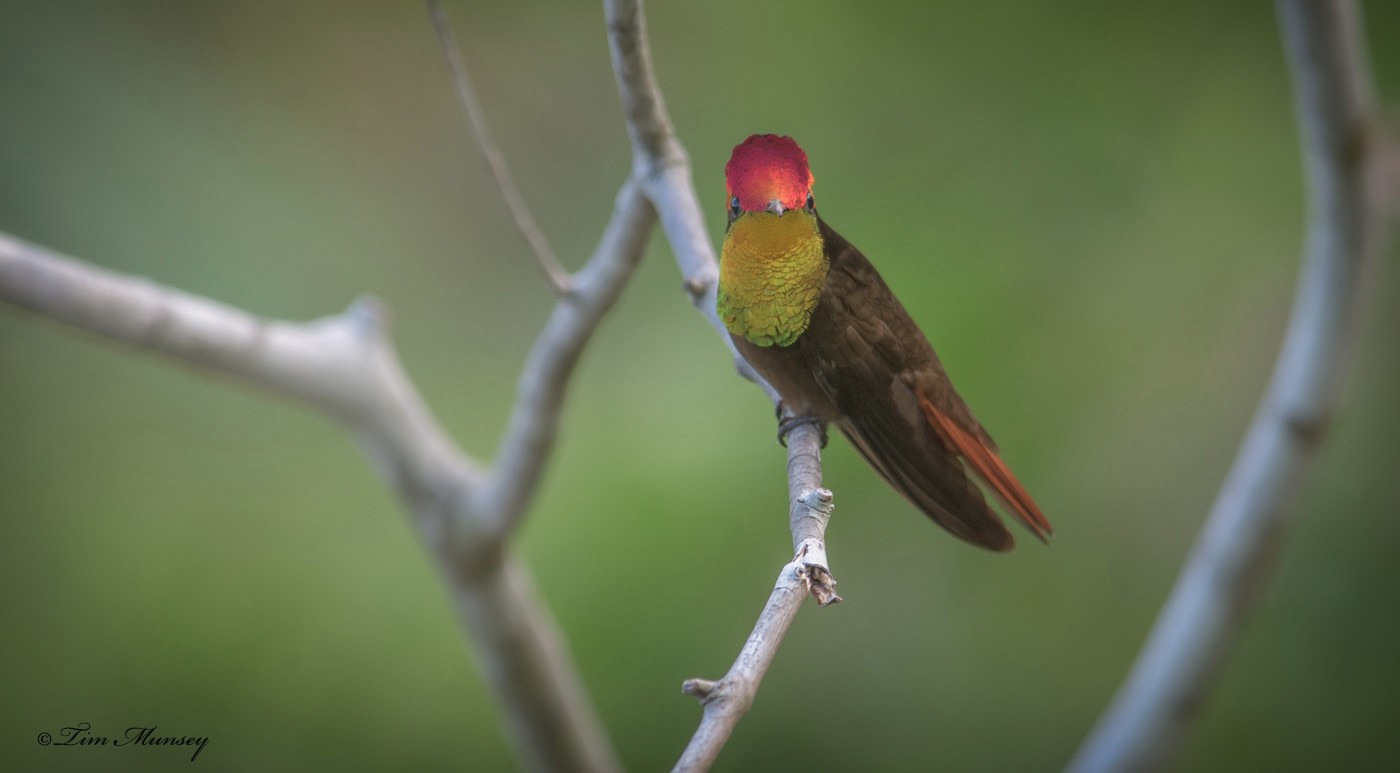 Ruby Topaz Hummingbird Male