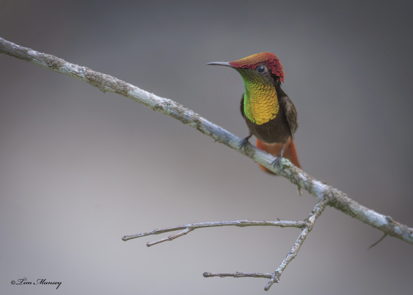 Ruby Topaz Hummingbird Male