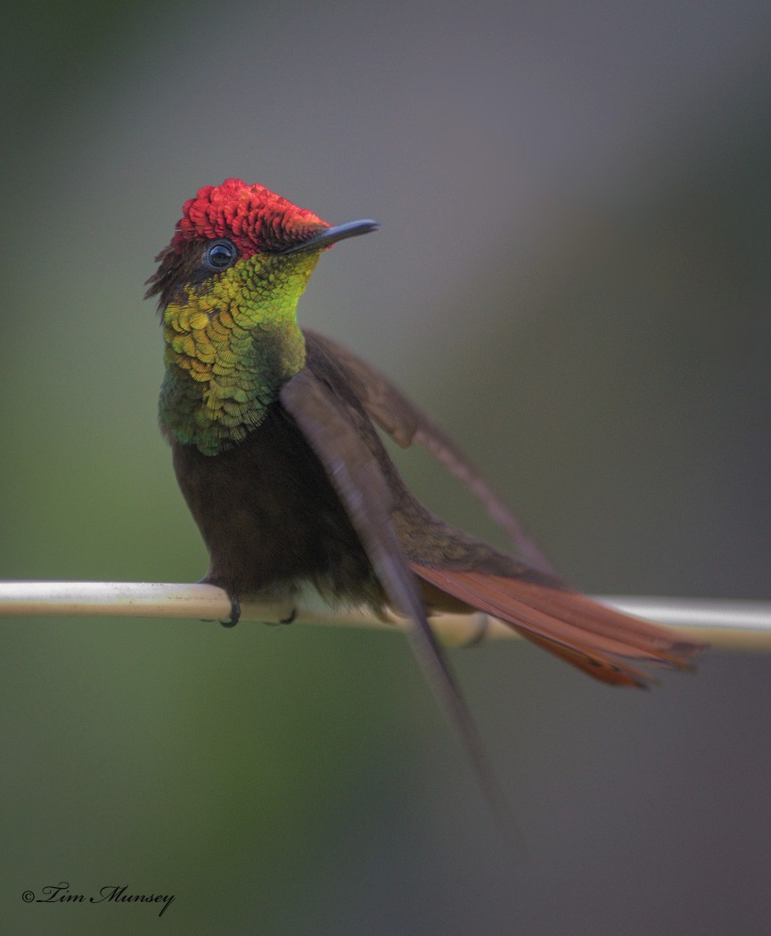 Ruby Topaz Hummingbird Male