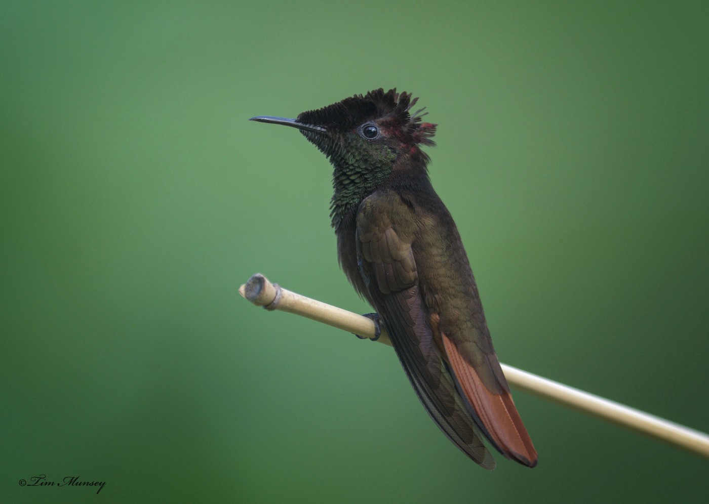 Ruby Topaz Hummingbird Male