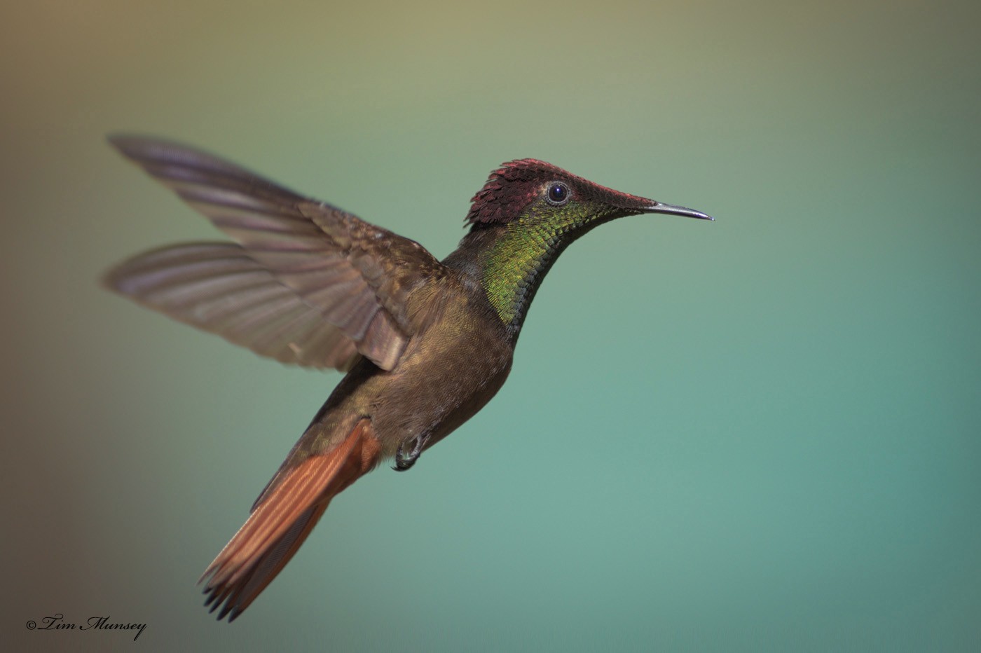 Ruby Topaz Hummingbird Male