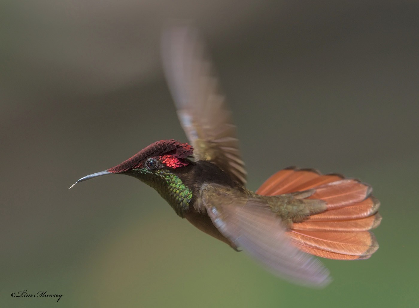 Ruby Topaz Hummingbird Male