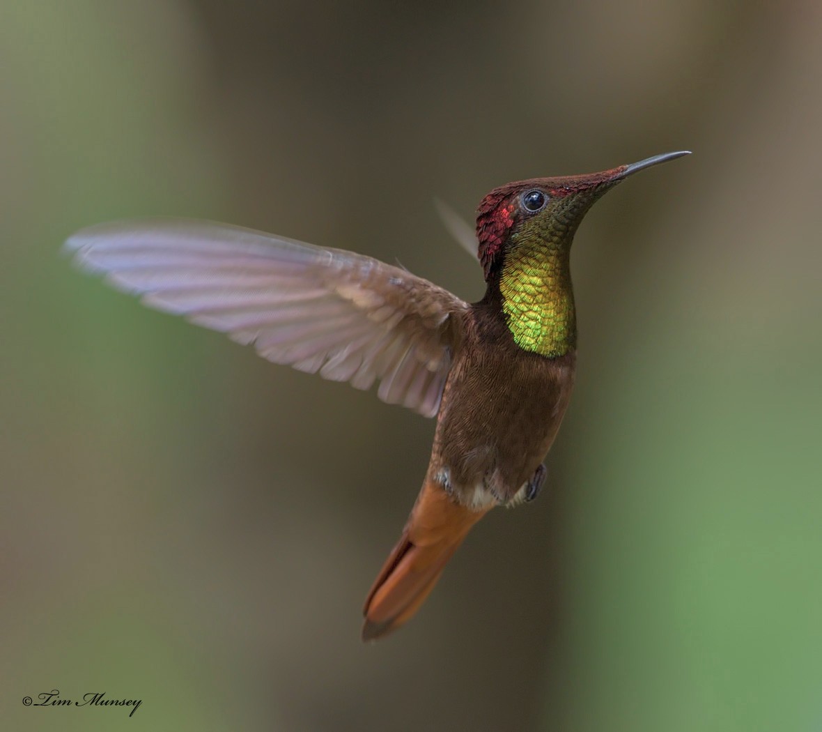 Ruby Topaz Hummingbird Male