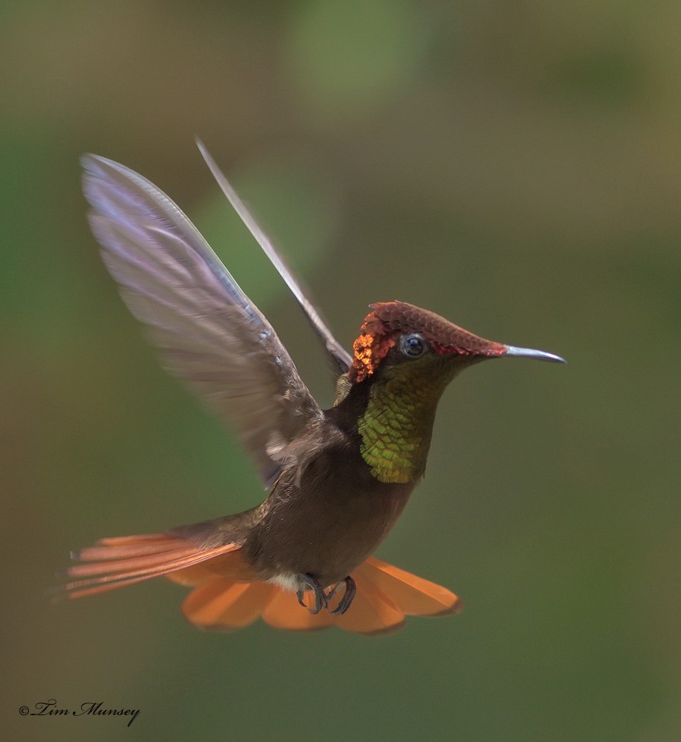 Ruby Topaz Hummingbird Male