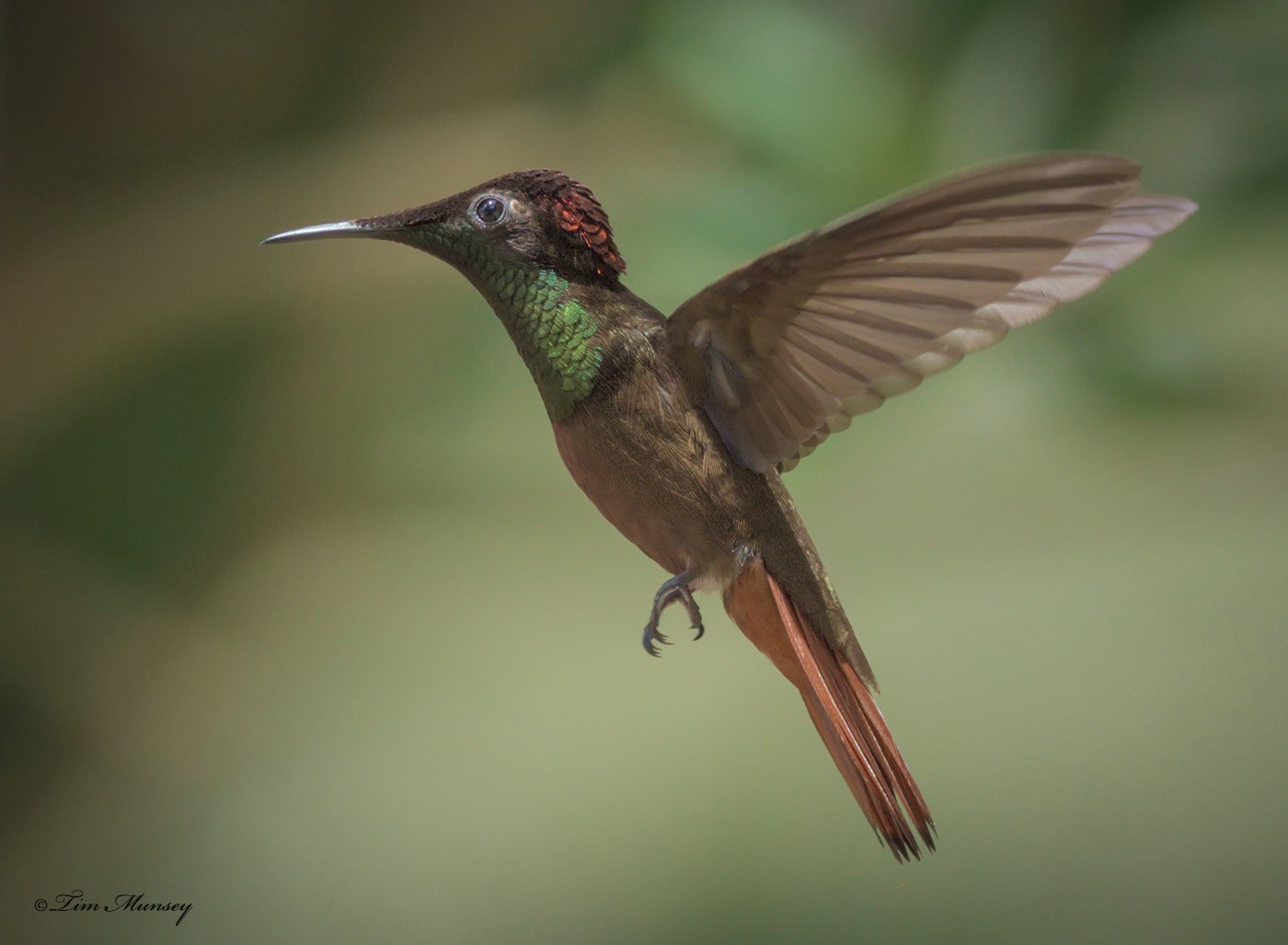 Ruby Topaz Hummingbird Male