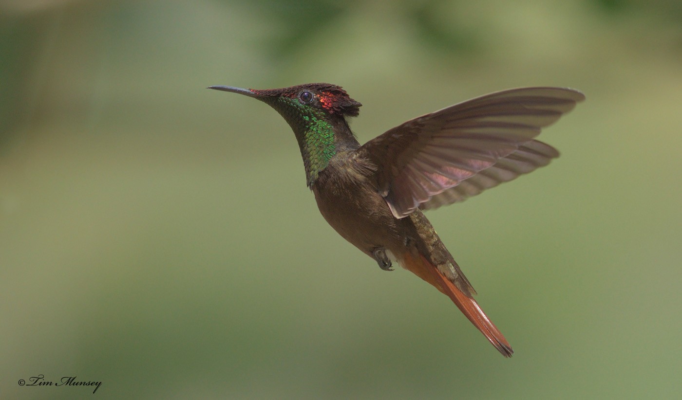 Ruby Topaz Hummingbird Male