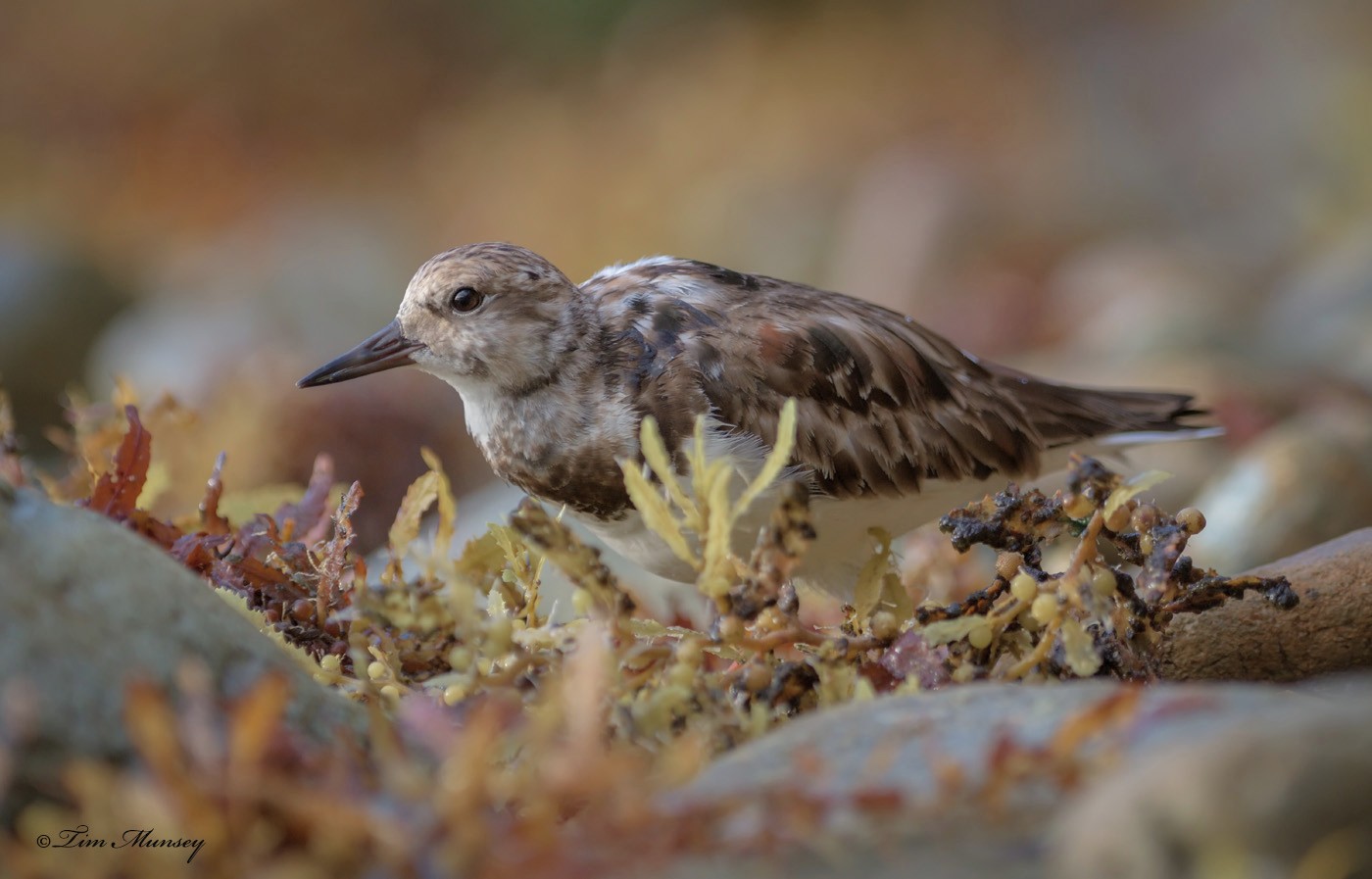 Ruddy Turnstone