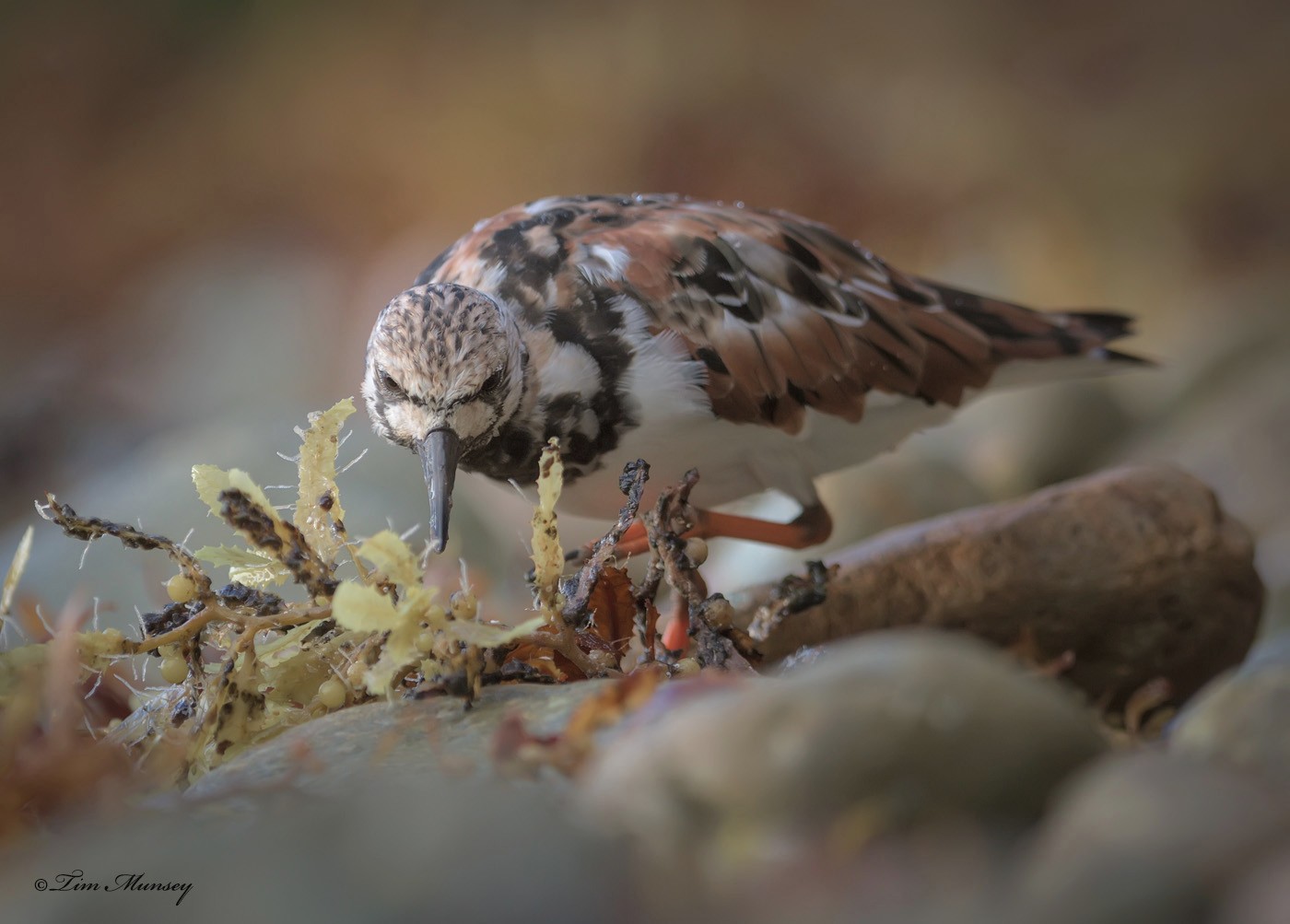 Ruddy Turnstone