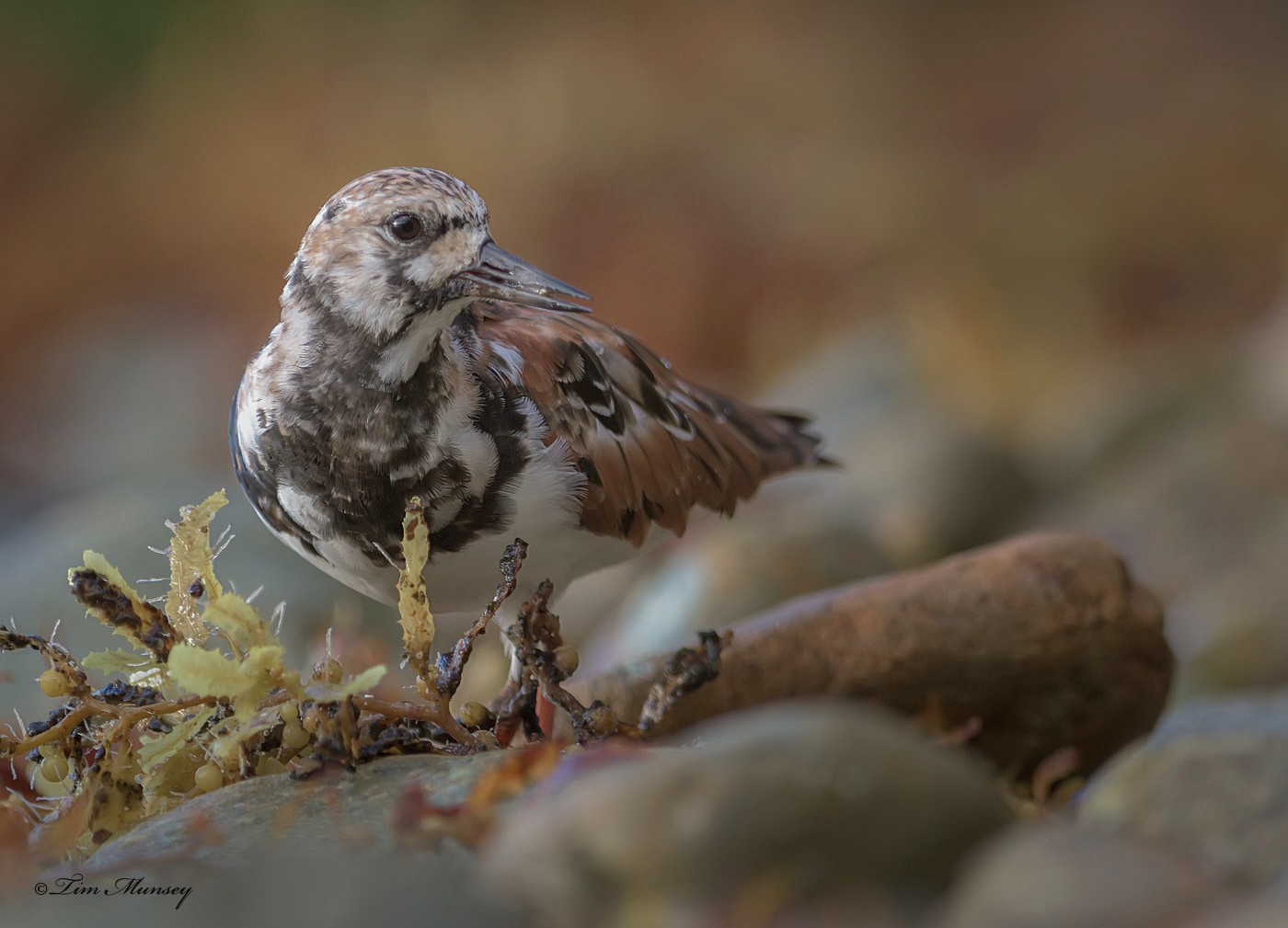 Ruddy Turnstone