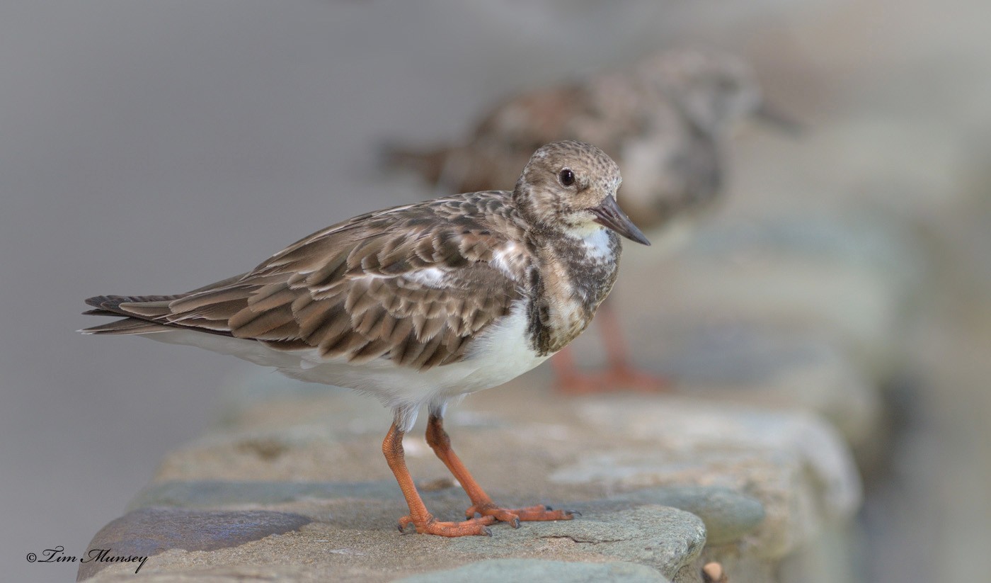 Ruddy Turnstone