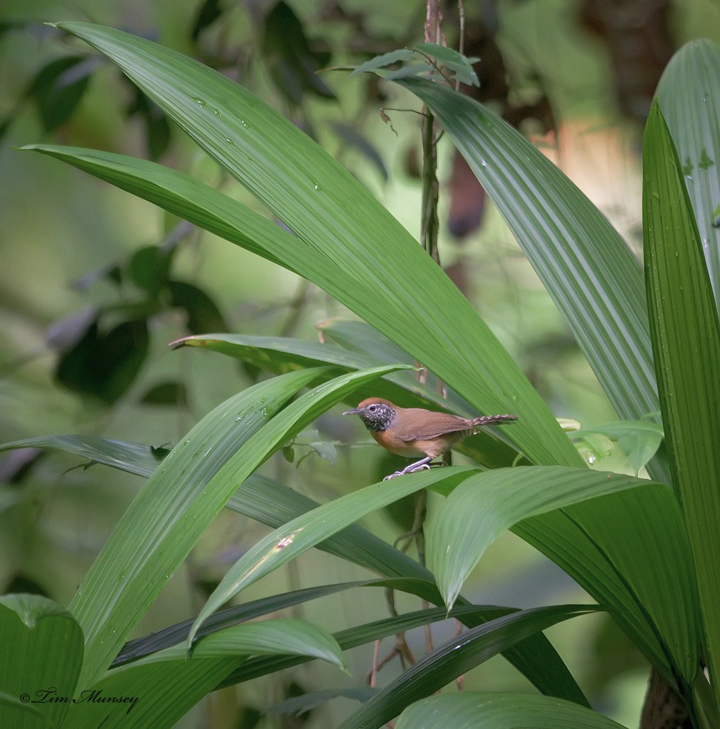 Rufous Breasted Wren