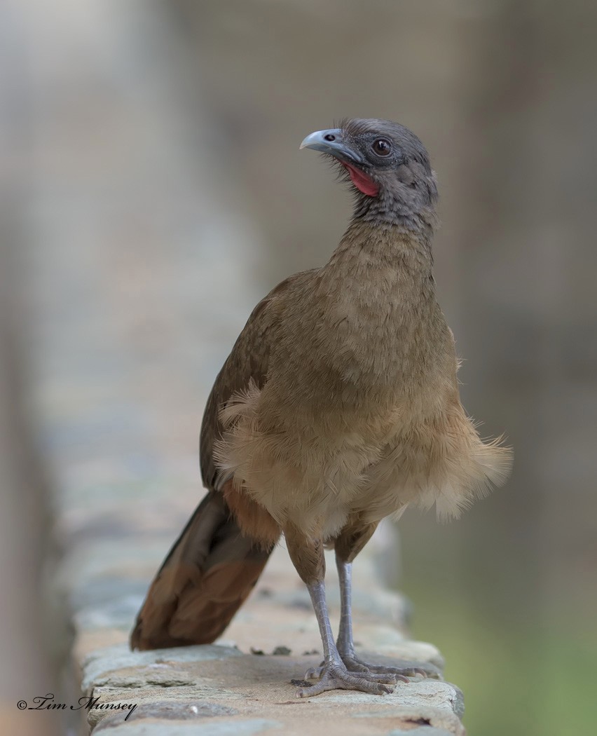 Rufous vented Chachala