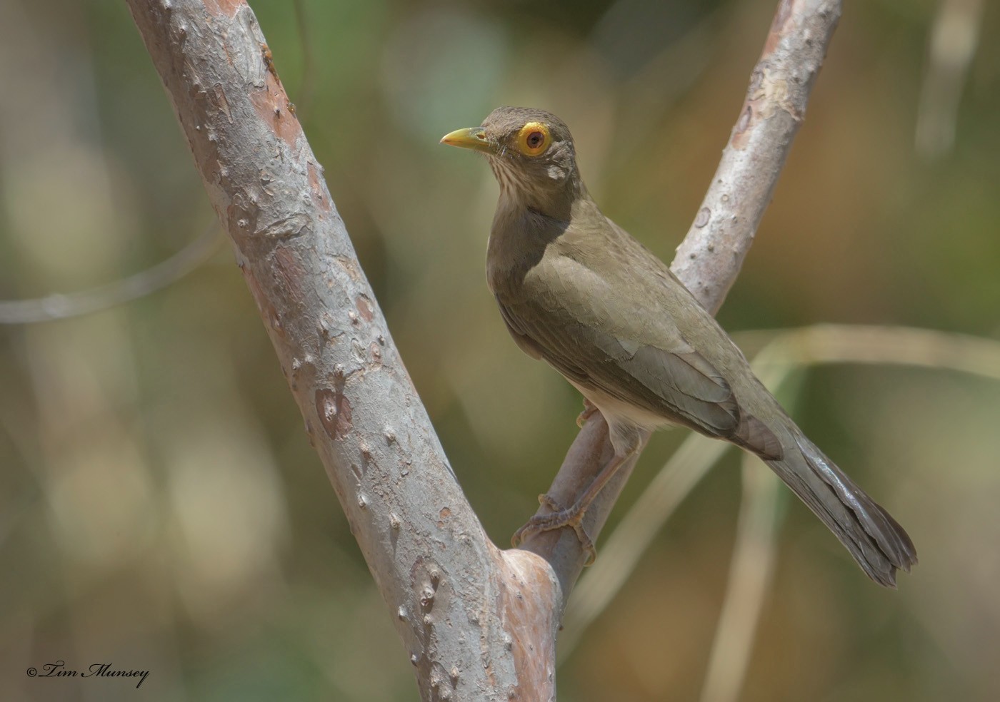 Spectacled Thrush