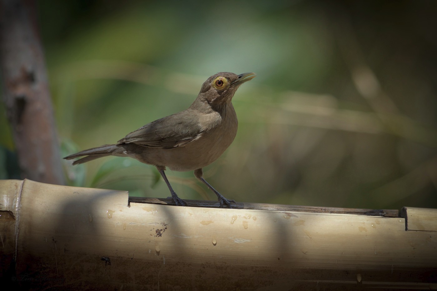 Spectacled Thrush