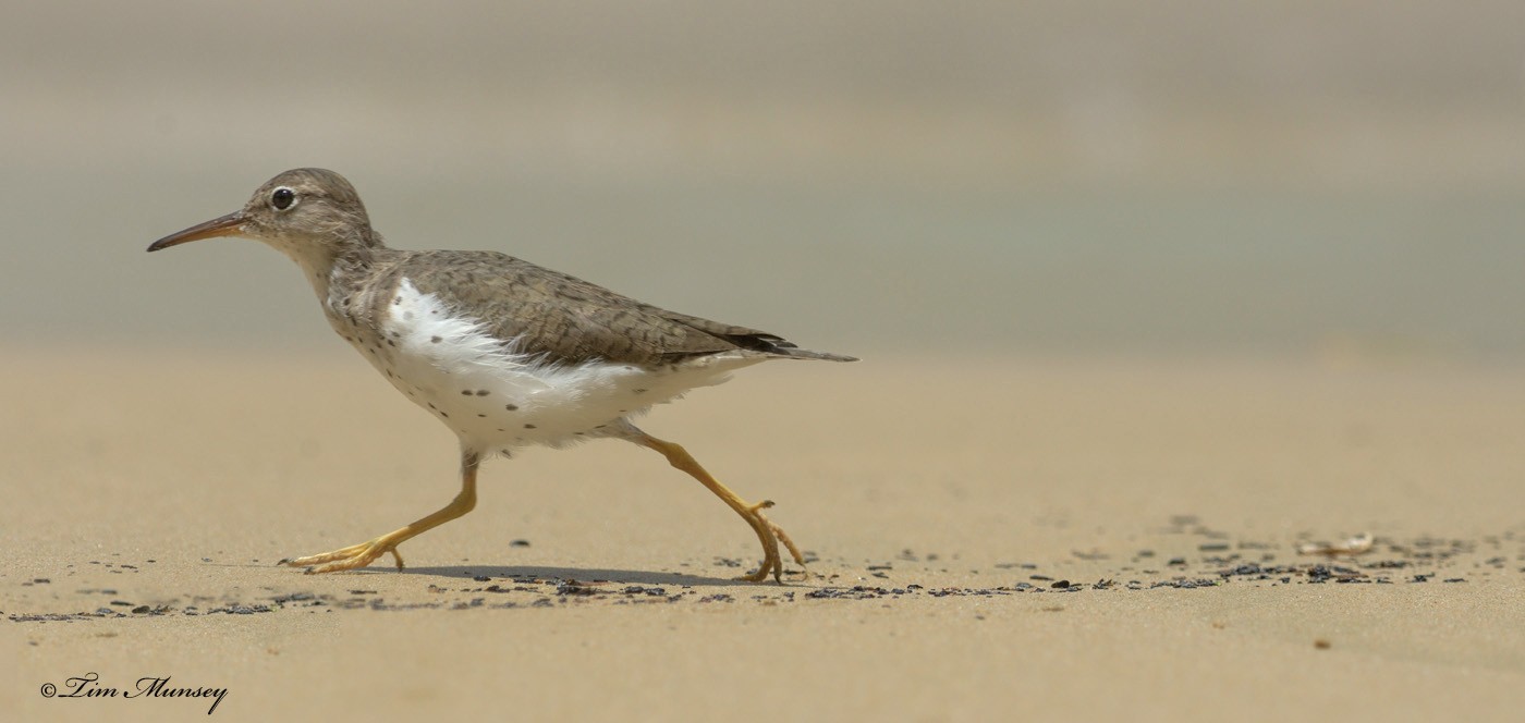 Spotted Sandpiper