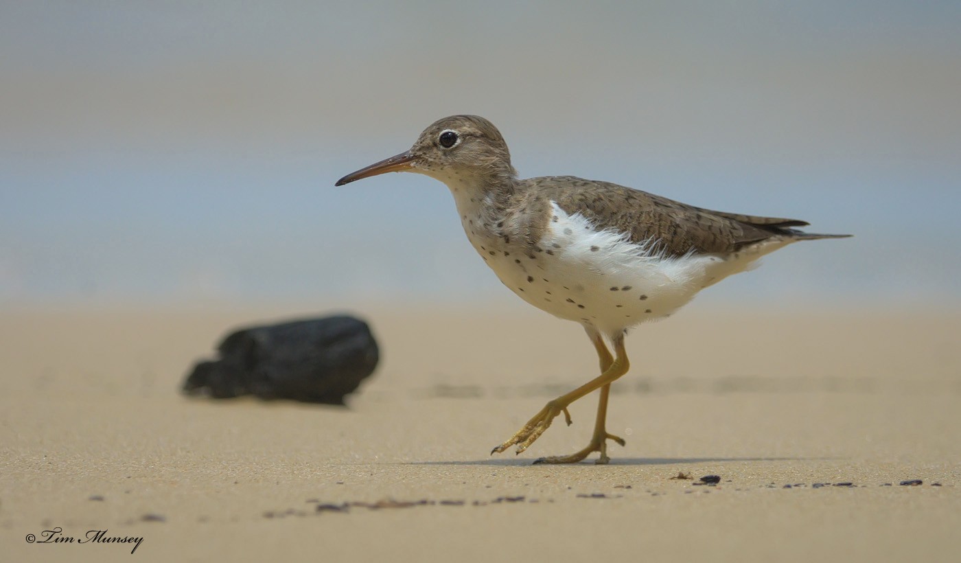 Spotted Sandpiper