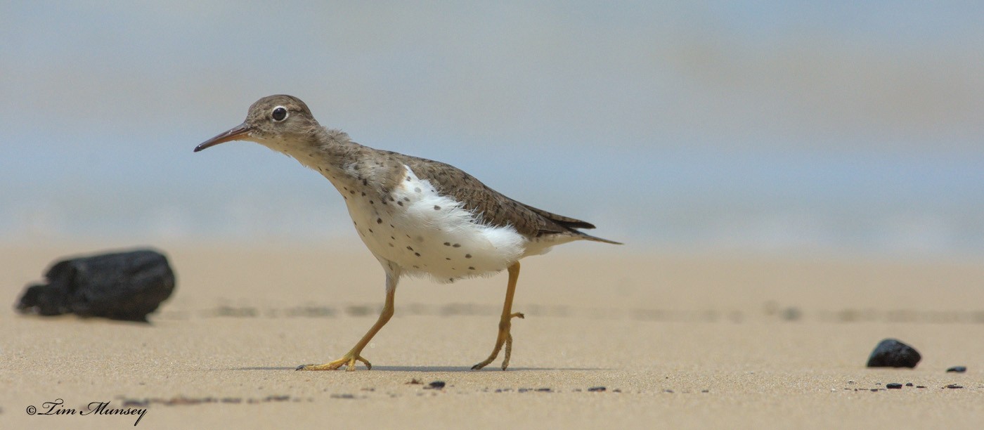 Spotted Sandpiper