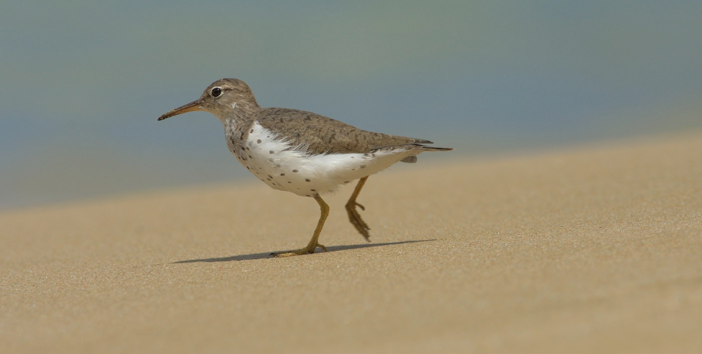 Spotted Sandpiper