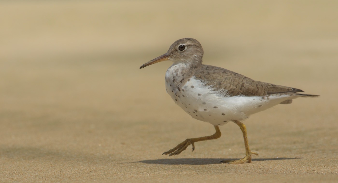 Spotted Sandpiper