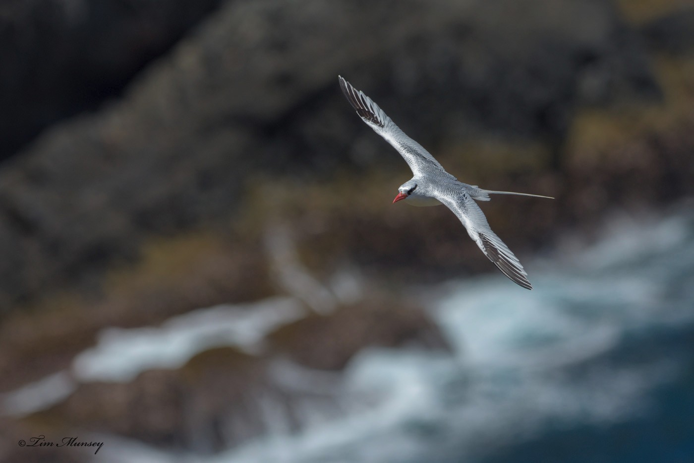 Tropic Bird