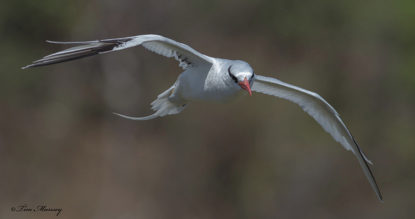 Tropic Bird