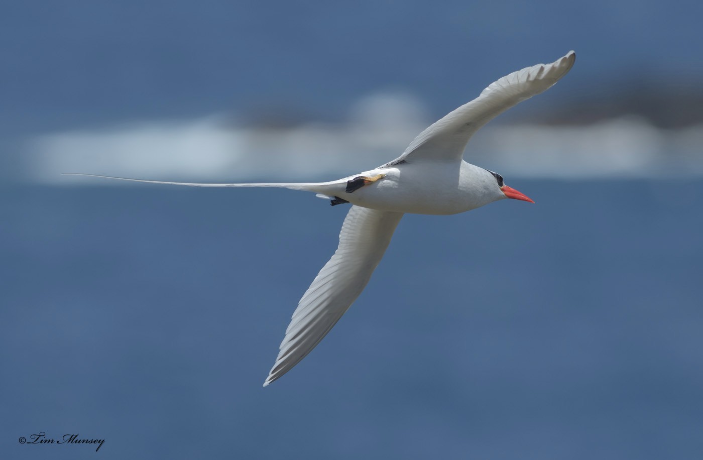 Tropic Bird