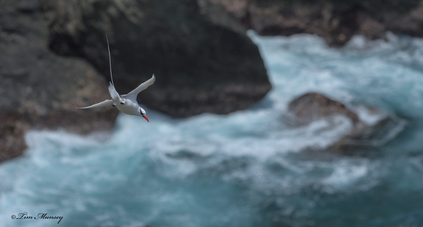 Tropic Bird