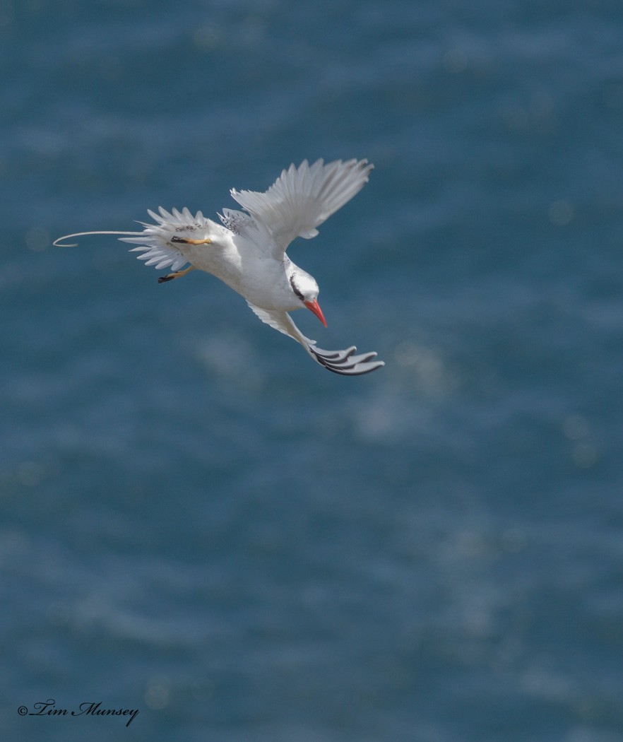 Tropic Bird