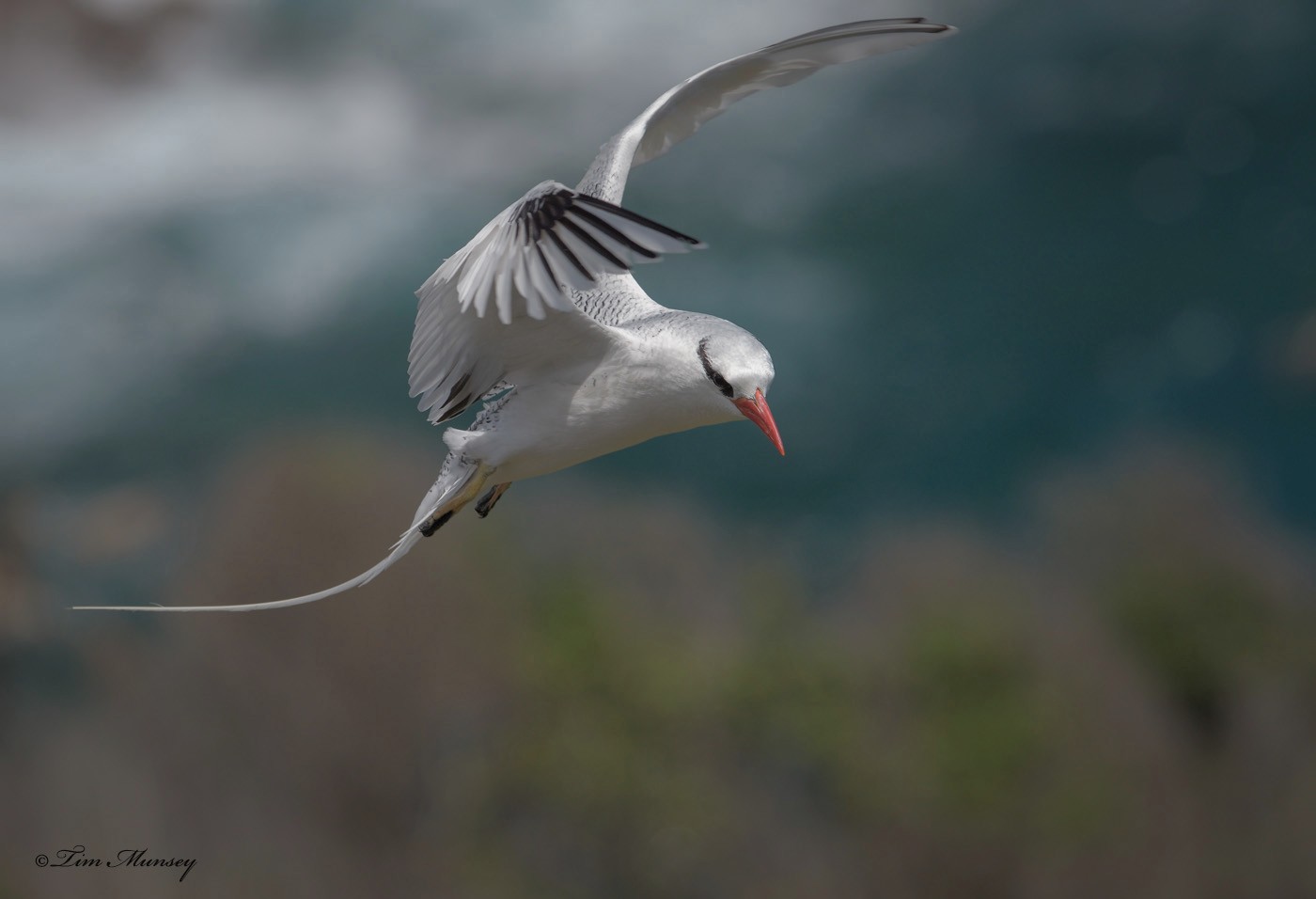 Tropic Bird