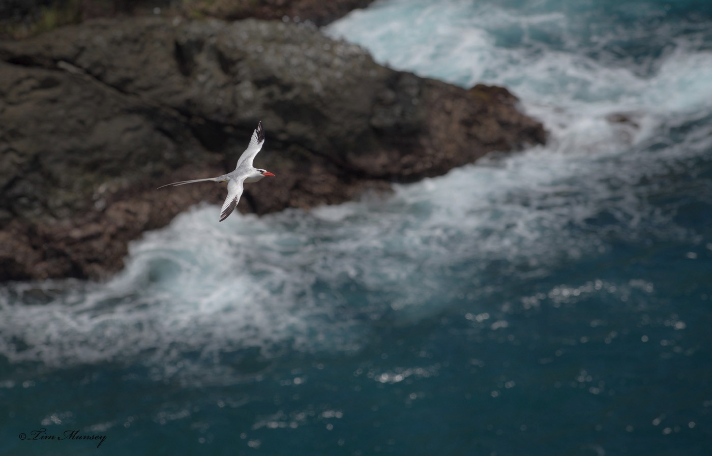 Tropic Bird