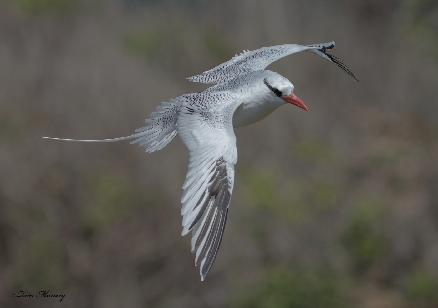 Tropic Bird