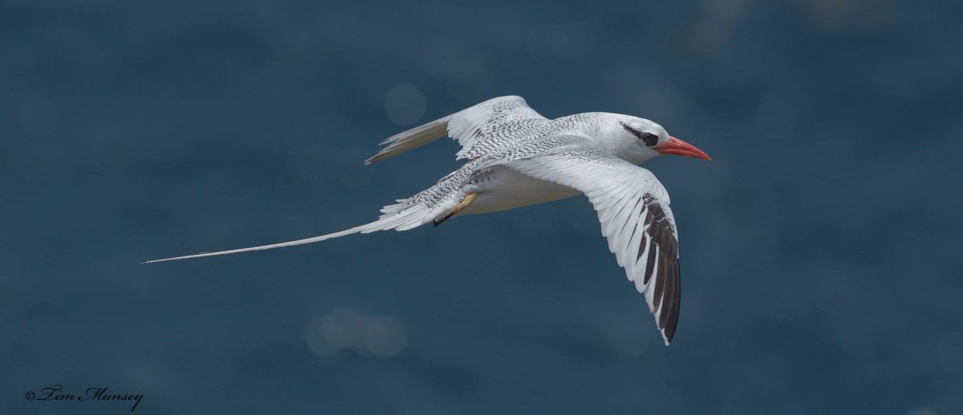 Tropic Bird