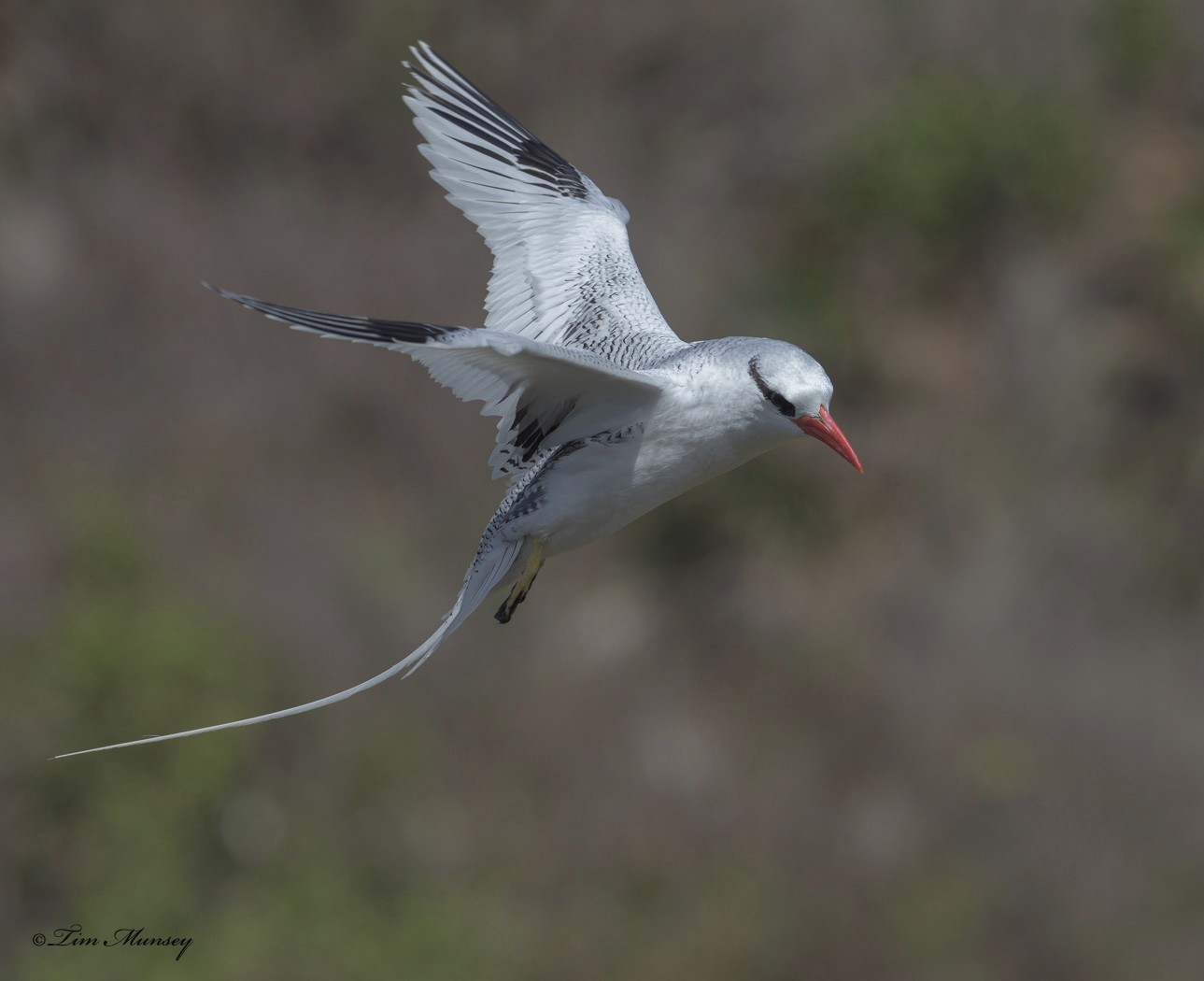 Tropic Bird