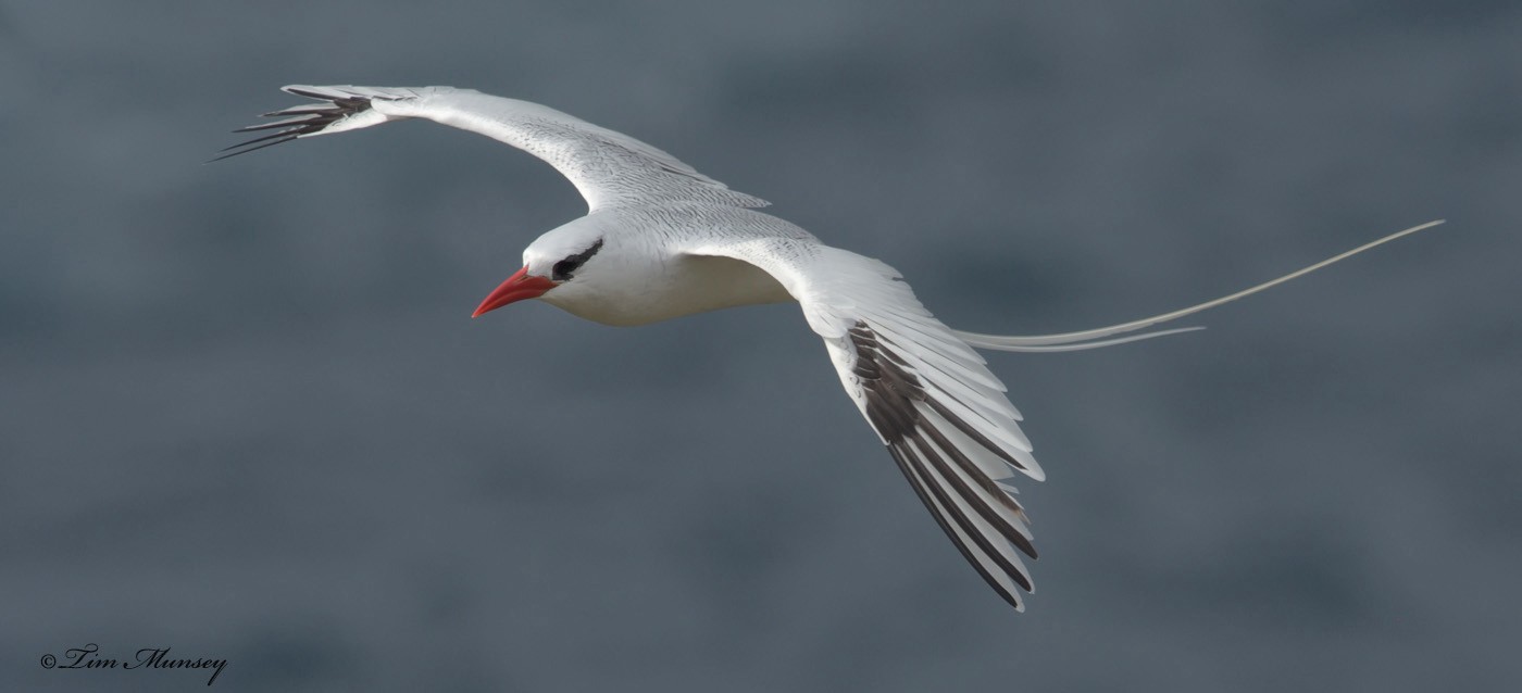 Tropic Bird