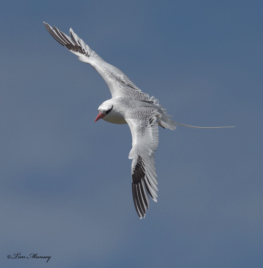 Tropic Bird