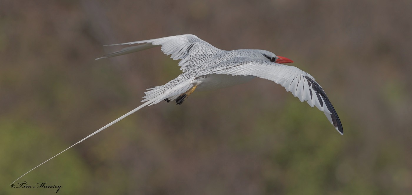 Tropic Bird