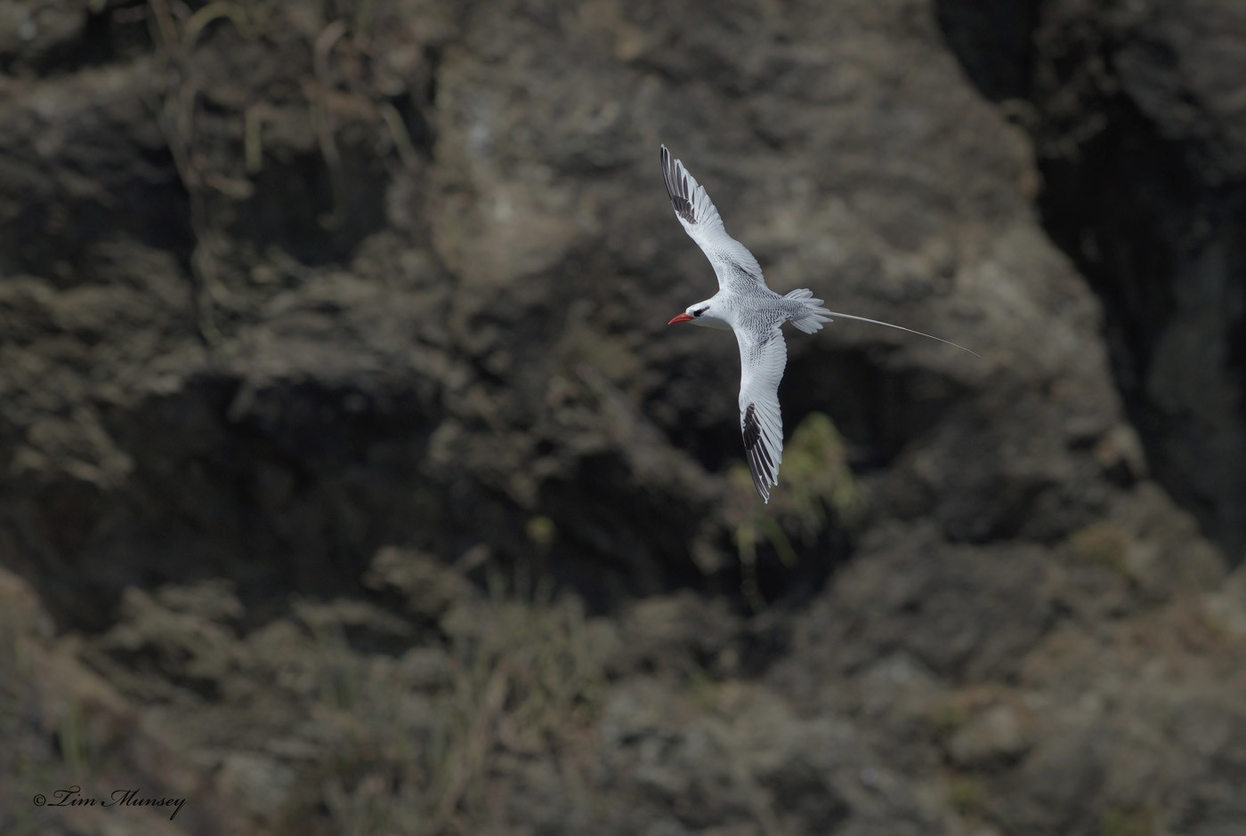 Tropic Bird