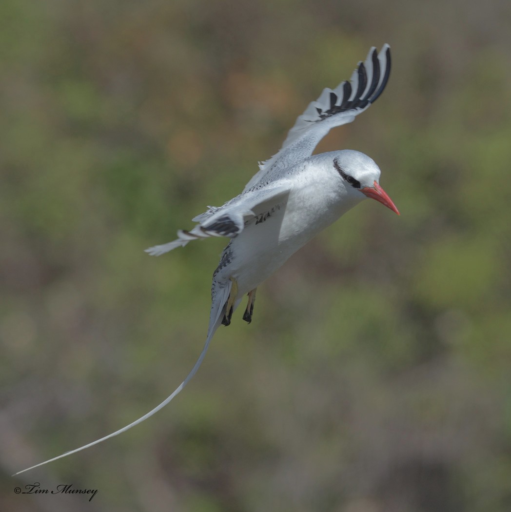 Tropic Bird