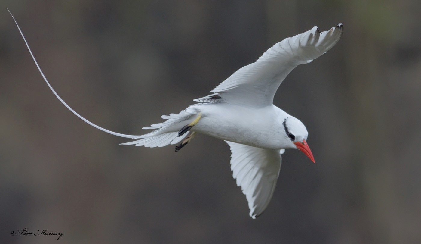 Tropic Bird