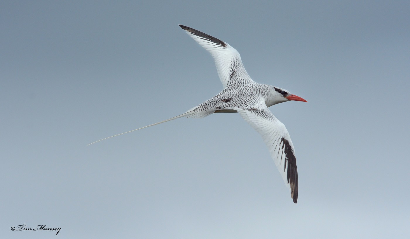 Tropic Bird