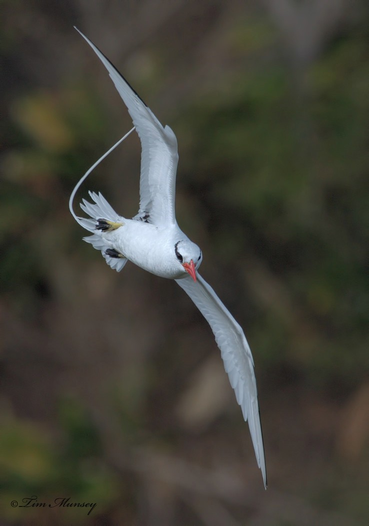 Tropic Bird